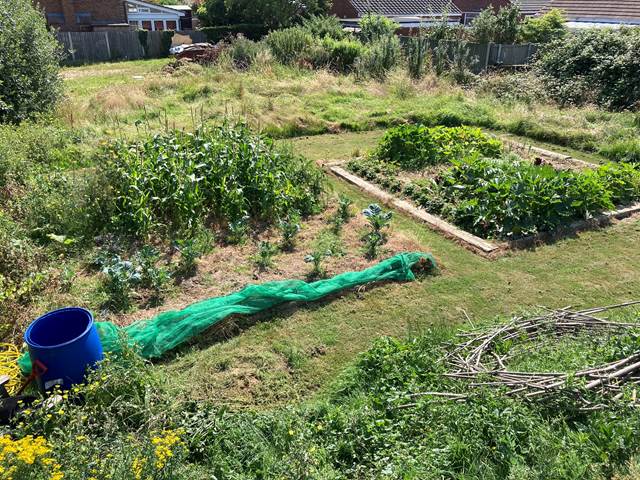 The veg patch at Blue Garden Cafe